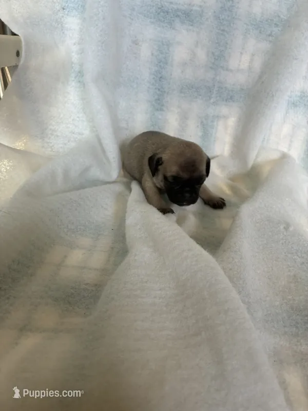 girl1 – Pug puppy for sale in Brooksville, FL