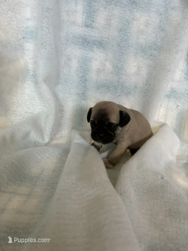 girl2 – Pug puppy for sale in Brooksville, FL