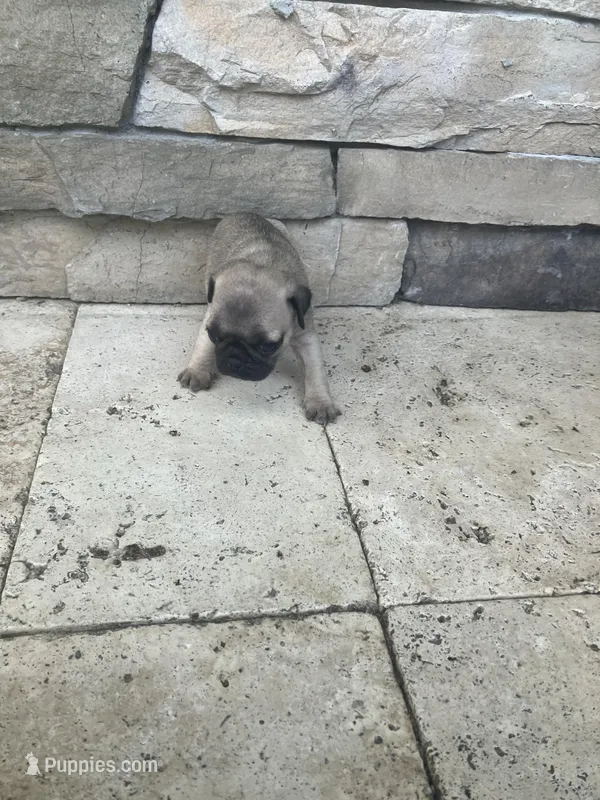 boy 2 – Pug puppy for sale in Brooksville, FL