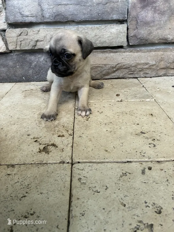 boy1 – Pug puppy for sale in Brooksville, FL
