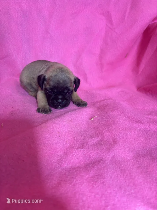 boy 3 – Pug puppy for sale in Brooksville, FL