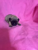 boy 3, a male Pug for sale in Brooksville, FL – 1 of 1