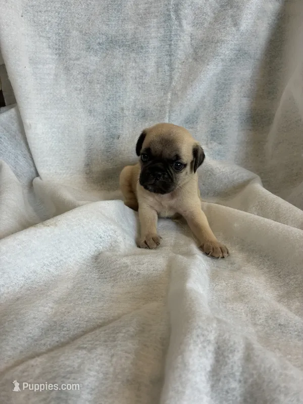 boy 2 – Pug puppy for sale in Brooksville, FL