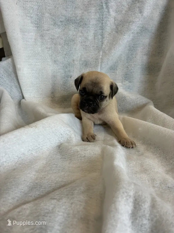 boy 3 – Pug puppy for sale in Brooksville, FL