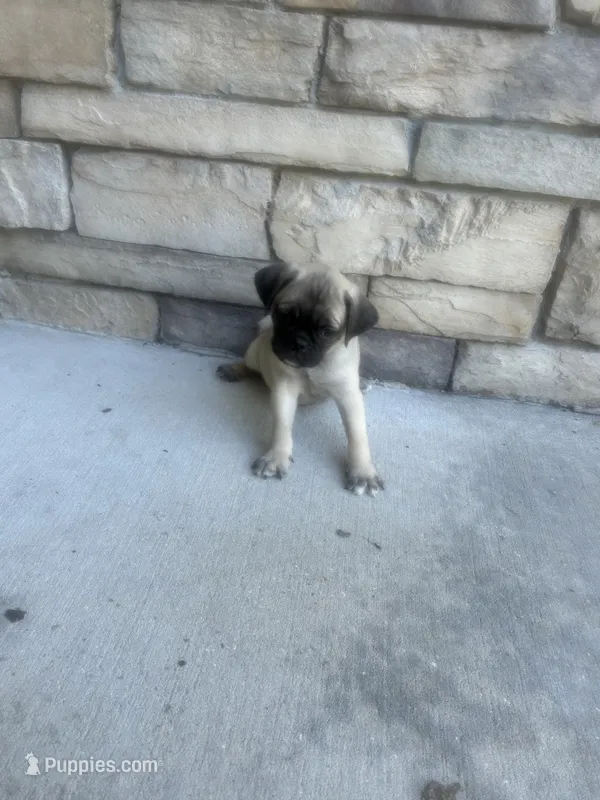 boy1 – Pug puppy for sale in Brooksville, FL