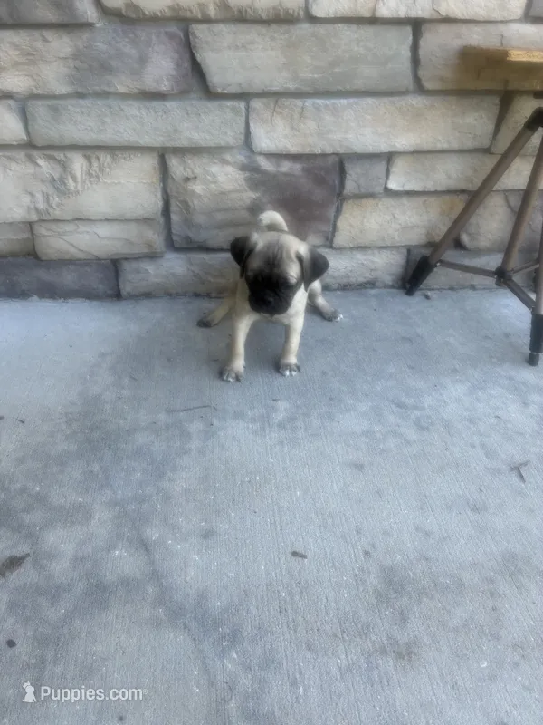 boy2 – Pug puppy for sale in Brooksville, FL