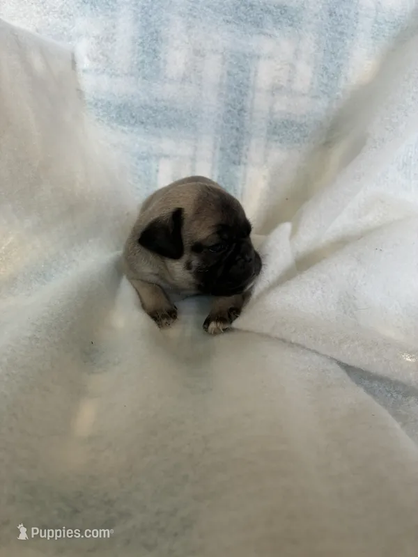 boy3 – Pug puppy for sale in Brooksville, FL