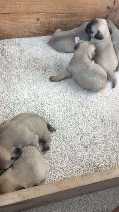 girl2, a male Pug for sale in Brooksville, FL – 2 of 2