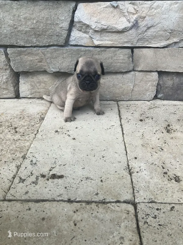 girl3 – Pug puppy for sale in Brooksville, FL