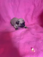 boy 1, a male Pug for sale in Brooksville, FL – 1 of 1