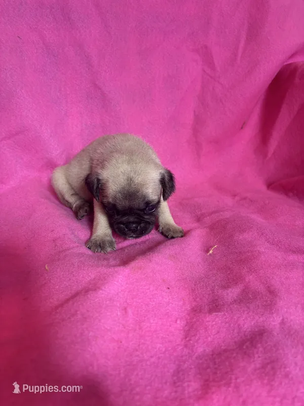 boy 2 – Pug puppy for sale in Brooksville, FL