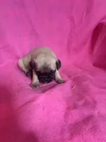 boy 2, a male Pug for sale in Brooksville, FL – 1 of 1