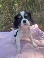 AKC Milly, a female Cavalier King Charles Spaniel for sale in Goodman, MO – 2 of 6