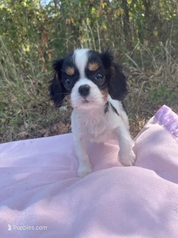 AKC Milly – Cavalier King Charles Spaniel puppy for sale in Goodman, MO