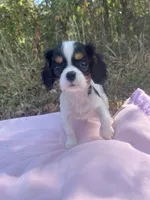 AKC Milly, a female Cavalier King Charles Spaniel for sale in Goodman, MO – 1 of 6