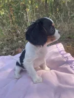 AKC Milly, a female Cavalier King Charles Spaniel for sale in Goodman, MO – 3 of 6