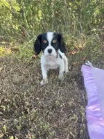 AKC Milly, a female Cavalier King Charles Spaniel for sale in Goodman, MO – 6 of 6