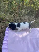 AKC Milly, a female Cavalier King Charles Spaniel for sale in Goodman, MO – 4 of 6