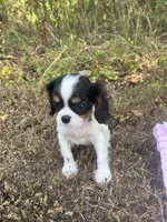 AKC Milly, a female Cavalier King Charles Spaniel for sale in Goodman, MO – 5 of 6