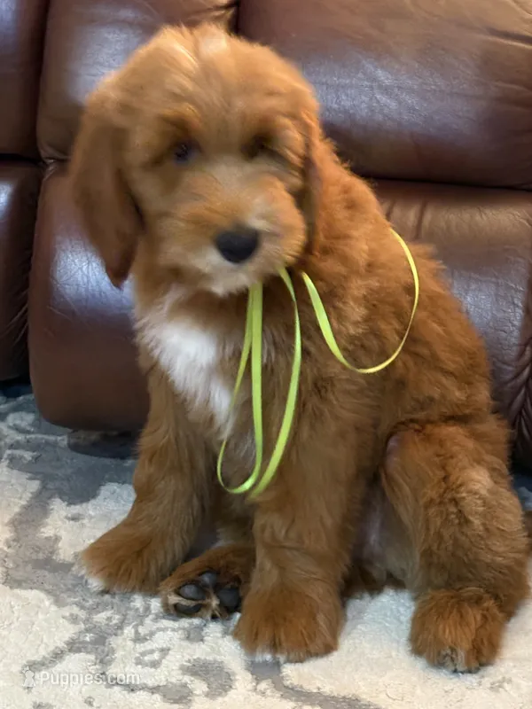 Scrappy  – Goldendoodle puppy for sale in South Charleston, WV