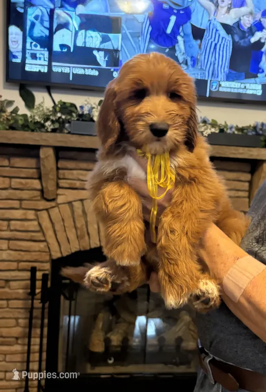 Dexter  – Goldendoodle puppy for sale in South Charleston, WV