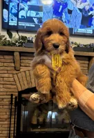 Dexter , a male Goldendoodle for sale in South Charleston, WV – 1 of 2