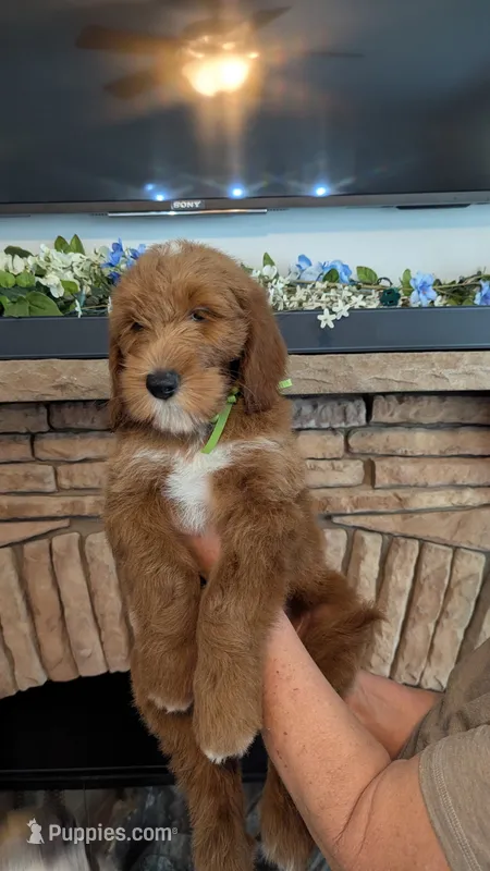 Scrappy  – Goldendoodle puppy for sale in South Charleston, WV