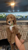Scrappy , a male Goldendoodle for sale in South Charleston, WV – 1 of 1