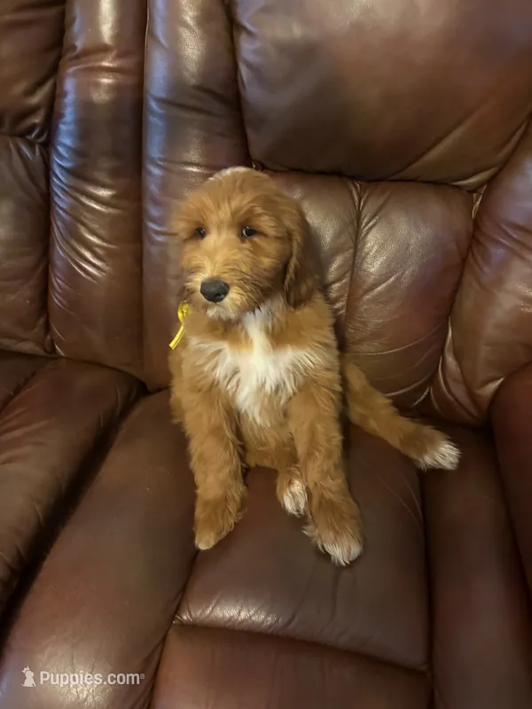Dexter – Goldendoodle puppy for sale in South Charleston, WV