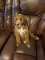 Dexter , a male Goldendoodle for sale in South Charleston, WV – 2 of 2