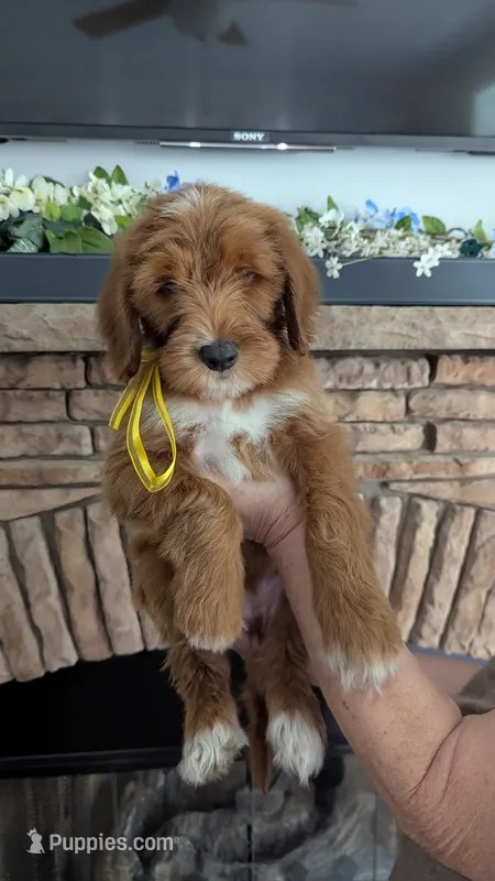 Dexter – Goldendoodle puppy for sale in South Charleston, WV