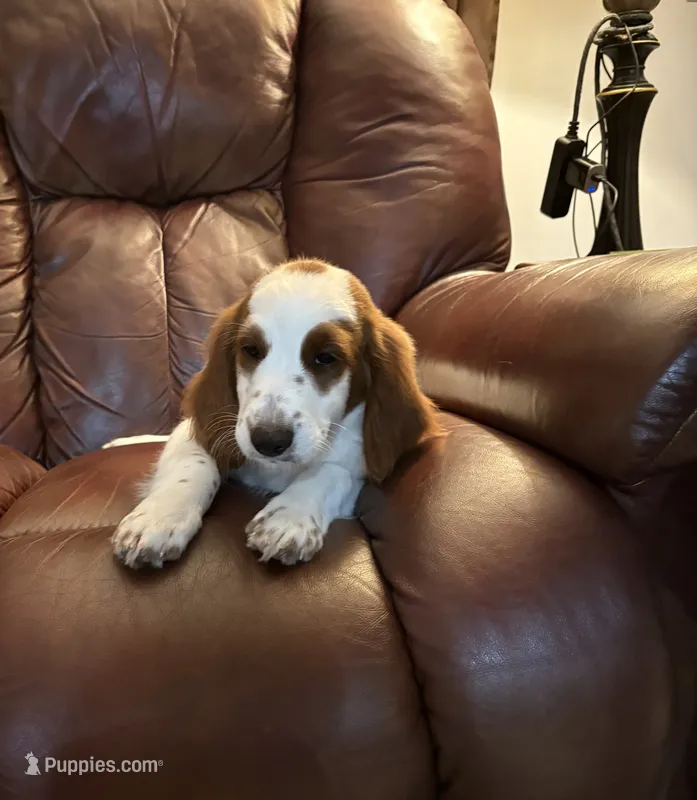 Snoopy – Goldendoodle puppy for sale in South Charleston, WV