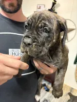Female 1 , a female Cane Corso for sale in Pilot Point, TX – 7 of 7