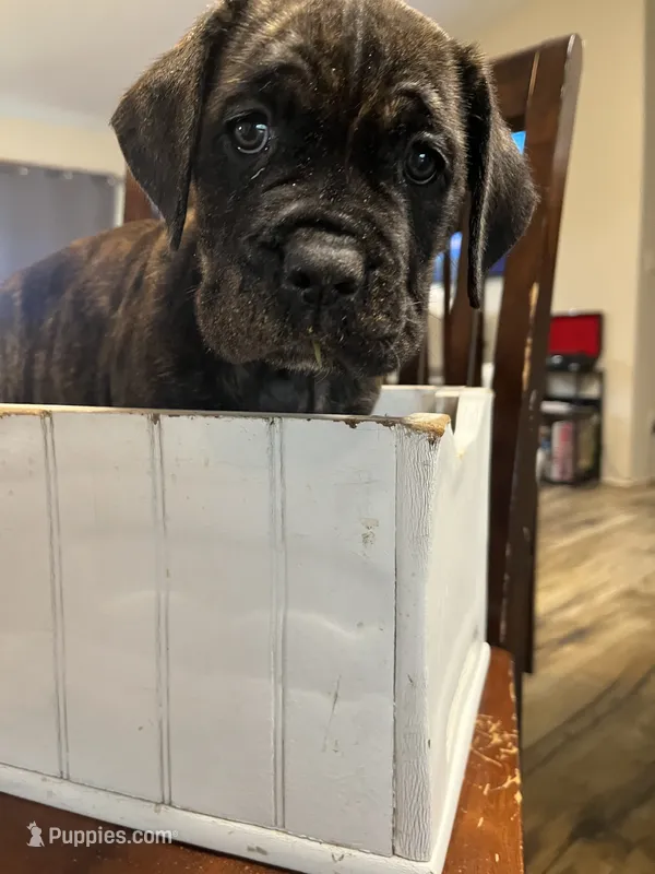 Female 1  – Cane Corso puppy for sale in Pilot Point, TX