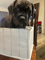 Female 1 , a female Cane Corso for sale in Pilot Point, TX – 1 of 7