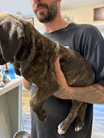 Female 1 , a female Cane Corso for sale in Pilot Point, TX – 6 of 7