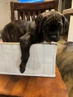 Female 1 , a female Cane Corso for sale in Pilot Point, TX – 3 of 7