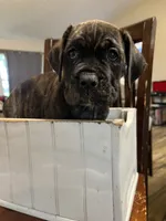 Female 1 , a female Cane Corso for sale in Pilot Point, TX – 5 of 7