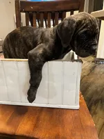 Female 1 , a female Cane Corso for sale in Pilot Point, TX – 2 of 7