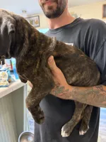 Female 1 , a female Cane Corso for sale in Pilot Point, TX – 4 of 7