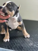 Valys, a male American Bully for sale in Covington, IN – 3 of 8