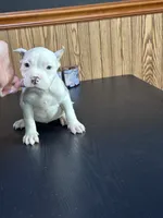 Karma, a female American Bully for sale in Clarksville, TN – 2 of 10