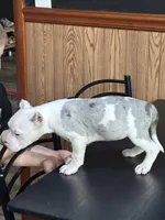 Karma, a female American Bully for sale in Clarksville, TN – 4 of 10