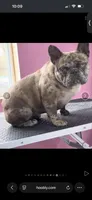 Vika, a female French Bulldog for sale in Clarksville, TN – 3 of 10