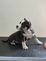 Racoon, a female American Bully for sale in Covington, IN – 3 of 8