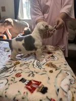 Rhaegar, a male American Bully for sale in Clarksville, TN – 7 of 8