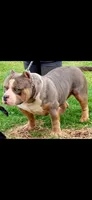 Racoon, a female American Bully for sale in Clarksville, TN – 7 of 9