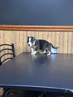 Racoon, a female American Bully for sale in Clarksville, TN – 3 of 9