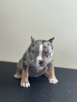 Lazarusia, a female American Bully for sale in Covington, IN – 8 of 10