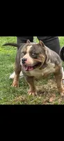 Racoon, a female American Bully for sale in Clarksville, TN – 1 of 9